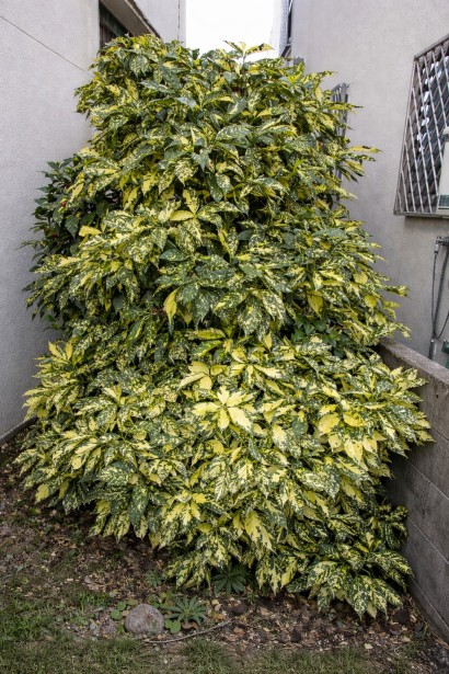 Aucuba Crotonifolia дорослий кущ